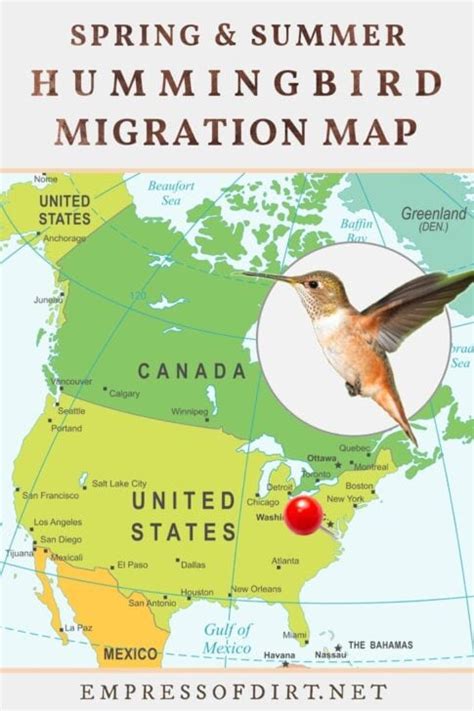 2021 Hummingbird Migration Map (Find Out When to Expect Them)