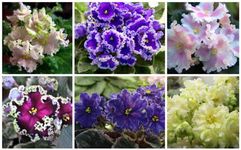 20 Different African Violet Varieties (With Photos) - Garden Lovers Club