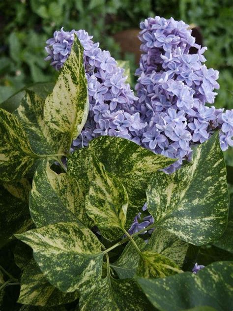 Сирень обыкновенная Аукубефолия | Syringa vulgaris, Syringa, Planting flowers