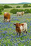 Animals Gallery : Texas Wildflower Pictures by Gary Regner
