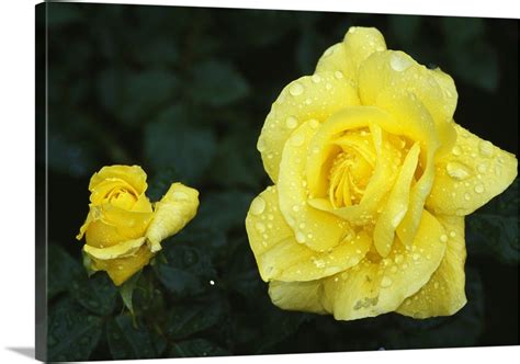 Yellow rose flowers blooming, close up. Wall Art, Canvas Prints, Framed ...