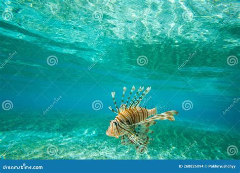 Lion fish swimming stock photo. Image of exotic, blue - 268826094