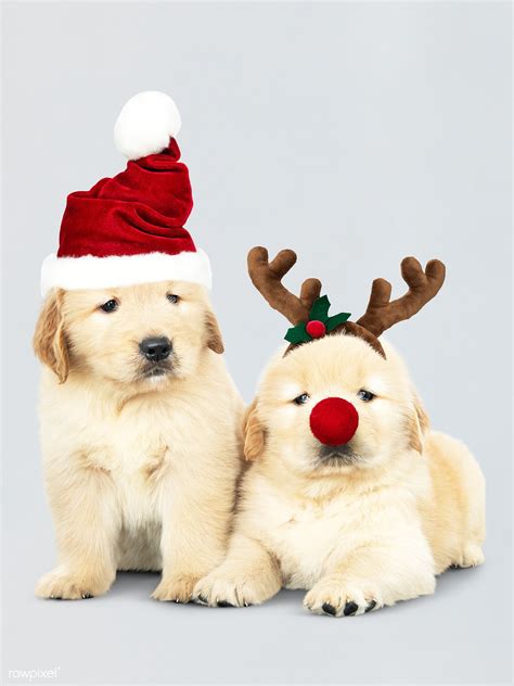 Two Golden Retriever puppies wearing a Santa hats and reindeer headband | premium image by ...