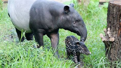 Tapirs facts, habitat, diet & different species of Tapir animal