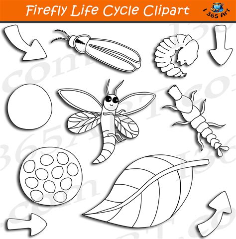 Firefly Insect Life Cycle