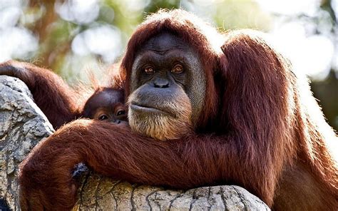 Orangutan 1080P, 2K, 4K, 5K HD wallpapers free download | Wallpaper Flare