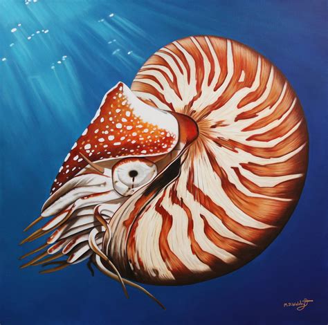 Nautilus | ART LOGIC