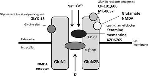 Efficacy and Safety of Basimglurant as Adjunctive Therapy for Major ...