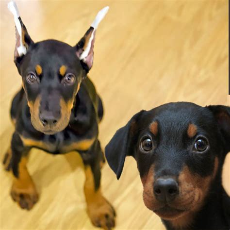 Doberman con Orejas Cortadas: El Por Qué, Fotos y Mas 】 PerrosExpertos