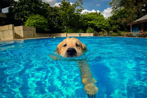 These Puppies Swimming & Other Videos Will Make Your Day Better