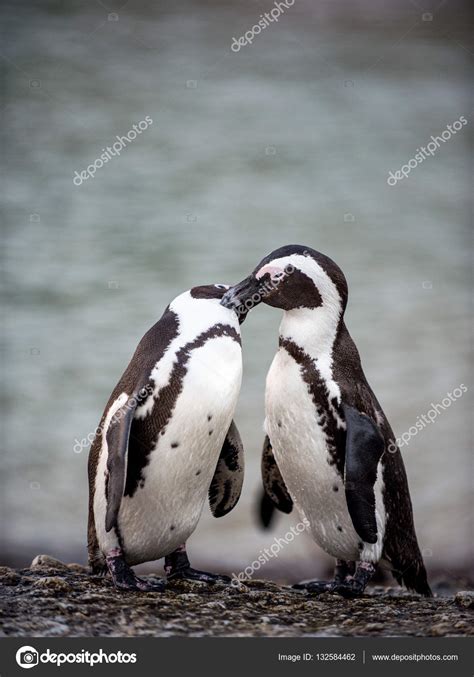 African penguins during mating season — Stock Photo © SURZet #132584462