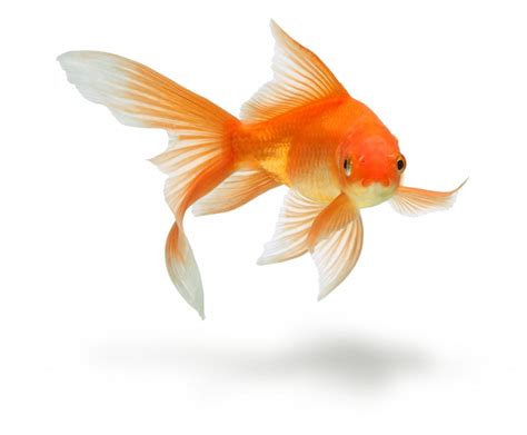 All About Goldfish – How to Care for a Goldfish Fish at Home - Aquarium Tidings