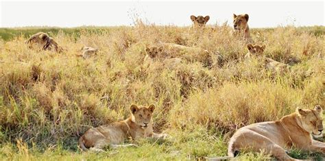 Encuentran población escondida de 100 leones en Etiopia - Muy Interesante | Leones, Etiopía ...