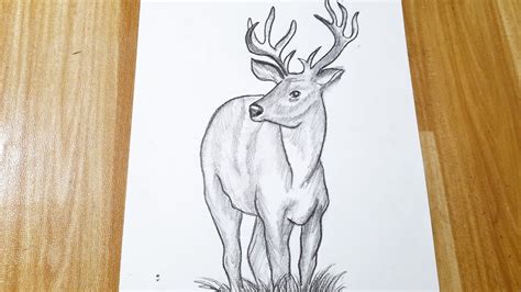 Easy Stag Drawing