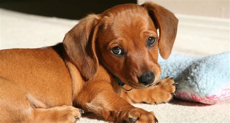 Pix For > Light Brown Wiener Dog | Wiener dog, Aggressive dog breeds, Aggressive dog