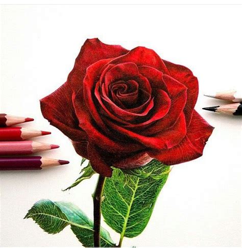 Drawing Of A Realistic Rose