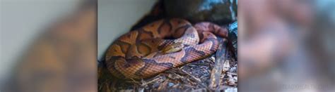 Copperhead snake bite treatment | Injuries, Fractures and Burns articles | Body & Health ...