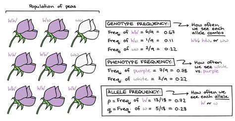 Genotype Frequency Vs Allele Frequency