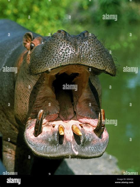 Hippopotamus hippopotamus amphibius adult yawning hi-res stock photography and images - Alamy