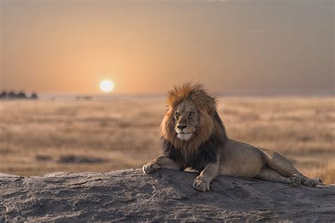 25 animales de la sabana africana y sus características