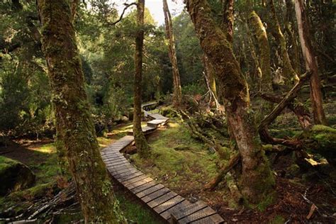rainforest | cradle mountain-lake st clair national park, ta… | island home | Flickr