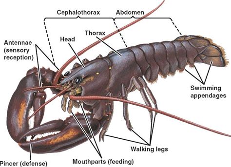 arthropoda.html 33_29ArthropodAnatomy.jpg