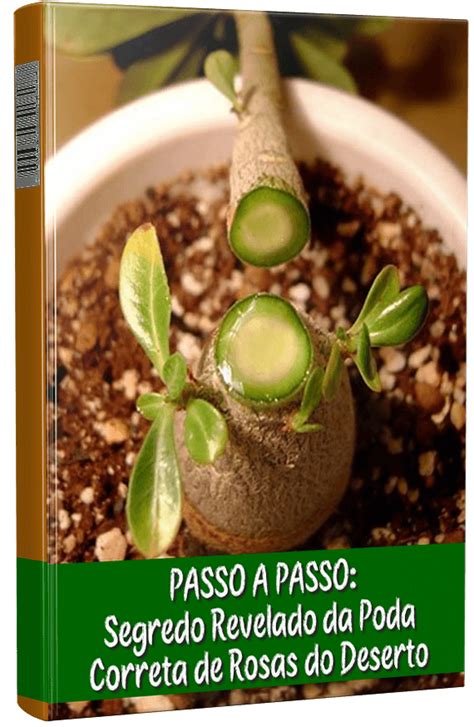 [LANÇAMENTO] Manual Completo Como Cuidar de Rosas do Deserto (M) - Marcelo Lazaro Cacti And ...