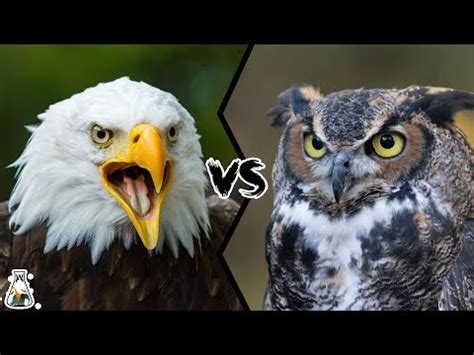 EAGLE VS OWL - Who Would Win? - YouTube