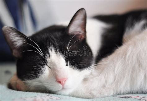 Sleeping cat stock photo. Image of european, mammal, detail - 14376282