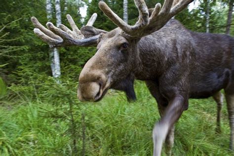 The moose is king of the Swedish forrest. The Bull can be over 2 m high and weigh as much as 700 ...