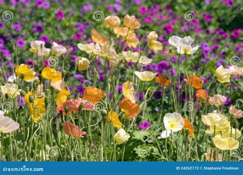 Iceland Poppy flowers stock image. Image of garden, cheerful - 24262773