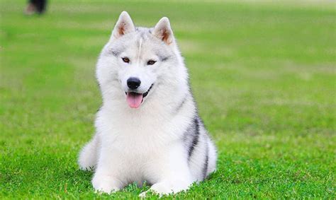 Husky Dog Names (175+ Great Names for Your Husky)