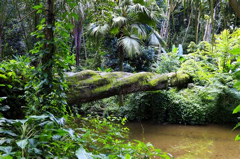 What remains of the Atlantic Forest after destruction, exploitation ...