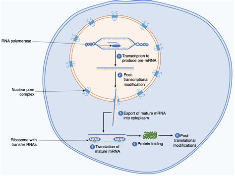 Protein Synthesis Diagram