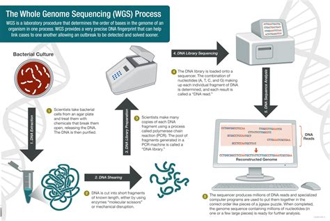 Whole Genome Sequencing (WGS)- Introduction, workflow, Pipelines ...