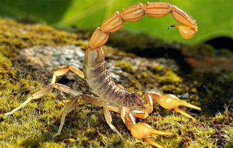 scorpions habitat facts - Scorpion Species