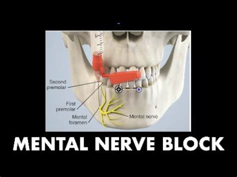 Mental Nerve Anatomy