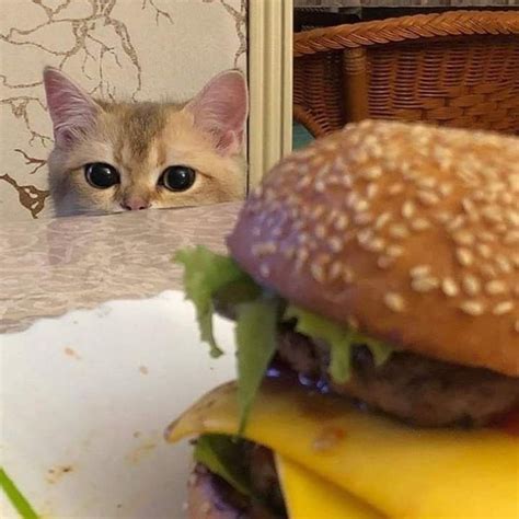 Cat and burger : r/AnimalsBeingDerps