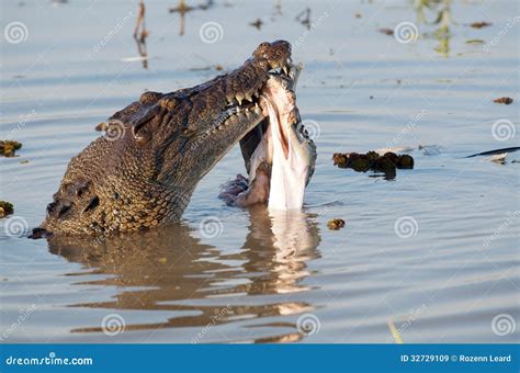 Crocodile Eating Prey - Crocodile