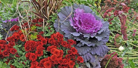 Container Planting With Frost Hardy Annuals - Royal City Nursery - Blog