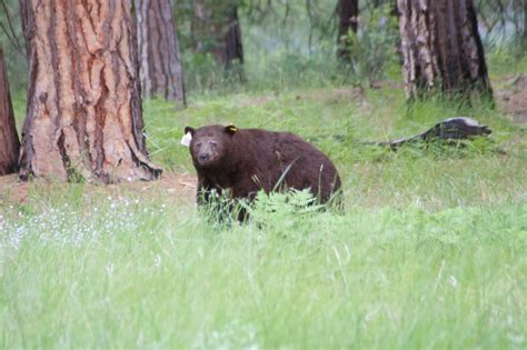 Yosemite Valley wildlife | Gavigan's Travels