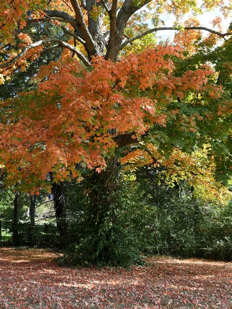 Fall foliage in East Tennessee: When, where to see leaves change colors