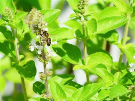 12 Bee Balm Companion Plants - Carolina Honeybees