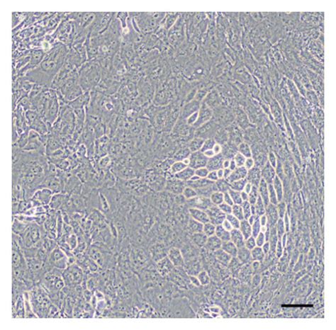 Characteristics of SD rat RPE cells under different in vitro culture... | Download Scientific ...