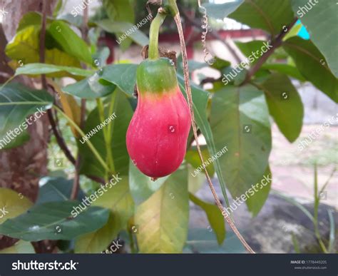 Red Vegetable Kunduri Kundru Coccinia Grandis Stock Photo 1778449205 | Shutterstock