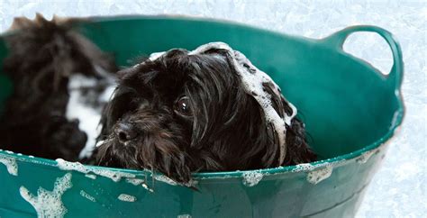 3 Best Dog Shampoo Options for Dry Skin and Dandruff [Buyer’s Guide]