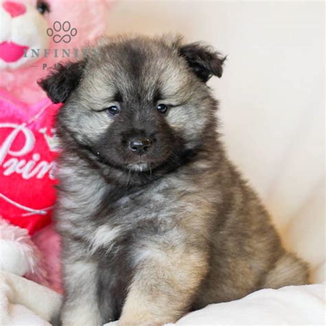 Keeshond Puppies For Sale • Adopt Your Puppy Today • Infinity Pups