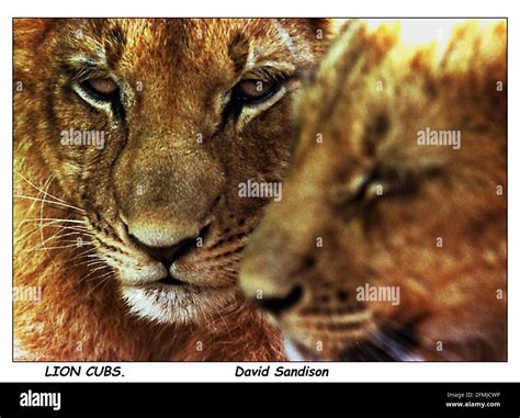 Lion cubs in South Africa Stock Photo - Alamy