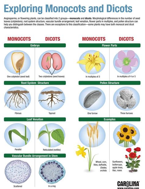 Angiosperm Monocot Examples