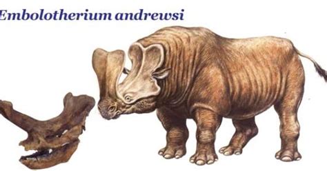 Embolotherium photo Embolotherium.jpg | Fossil:(Family) Brontotheriidae ...